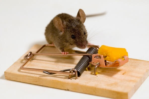 Как спасти квартиру от мышей