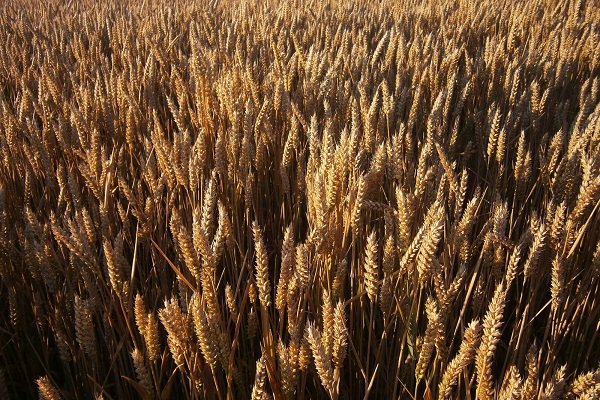 ТОП-35 самых лучших сортов пшеницы в 2024 году