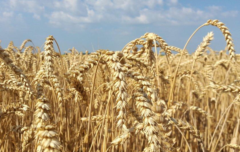 ТОП-35 самых лучших сортов пшеницы в 2024 году
