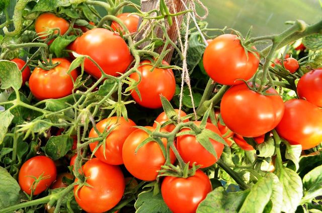 ТОП-68 лучших сортов томатов – рейтинг на 2024 год