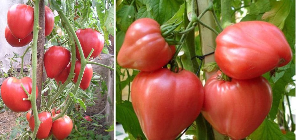 ТОП-68 лучших сортов томатов – рейтинг на 2024 год