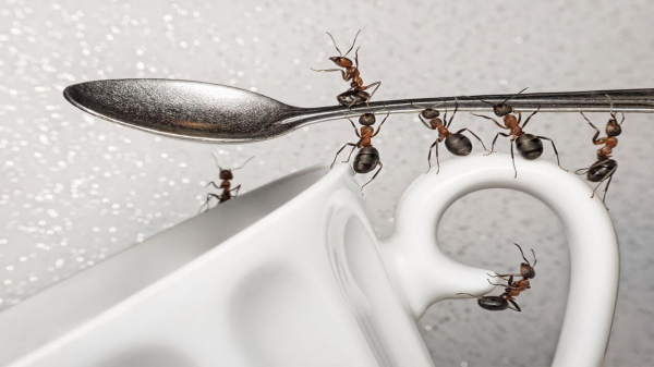 Выводим муравьёв на кухне