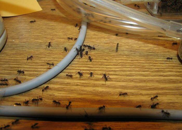 Как очистить дом от чёрных муравьёв — простые способы