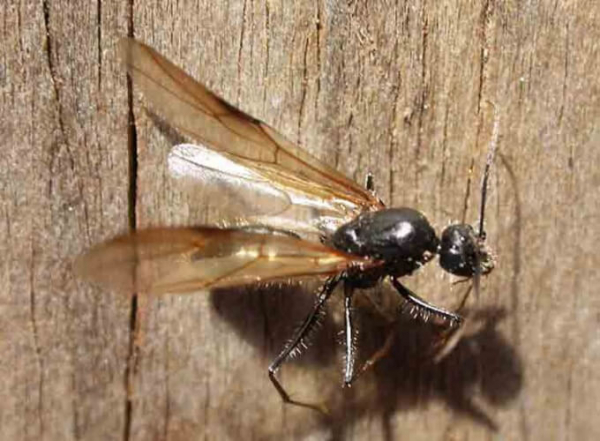 Летающие муравьи — хитрости борьбы