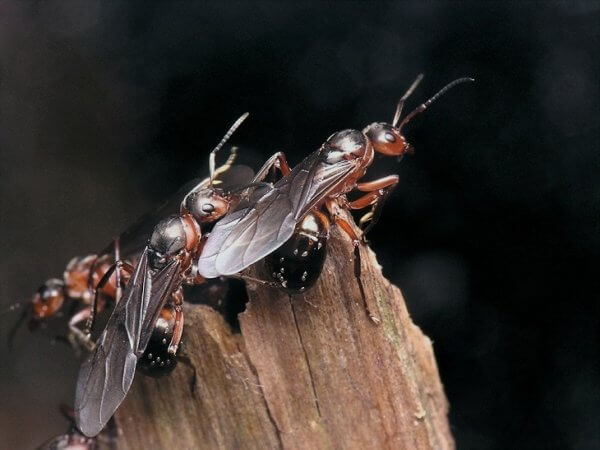Летающие муравьи — хитрости борьбы