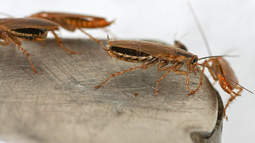 Тараканы в микроволновке, как избавиться — 12 способов!