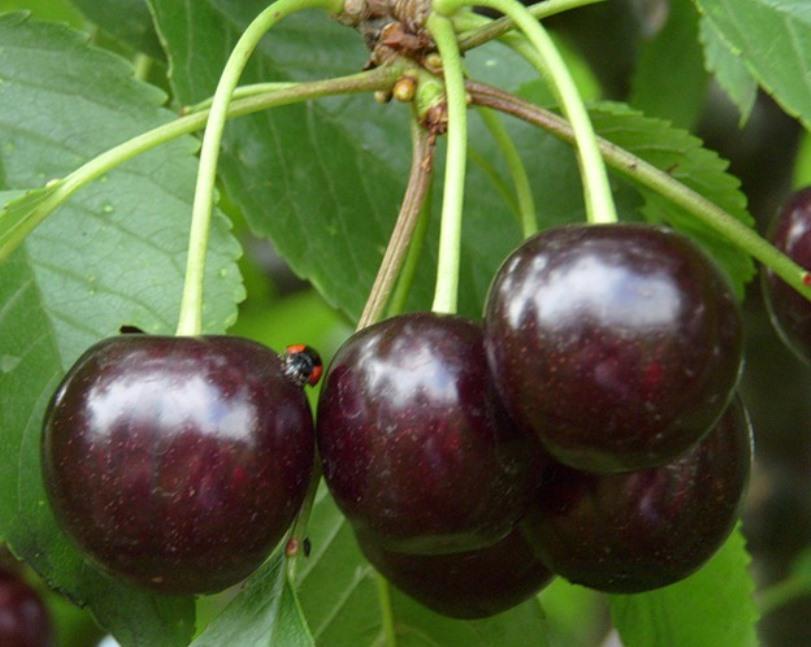 ТОП-45 самых лучших сортов вишни в 2024 году