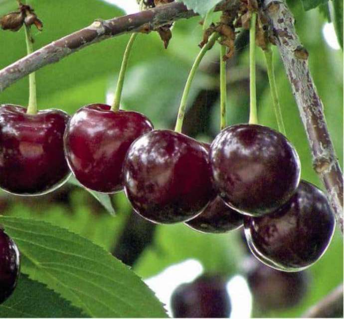 ТОП-45 самых лучших сортов вишни в 2024 году