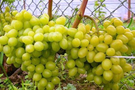 ТОП-53 лучших самых вкусных сортов винограда на 2024 год