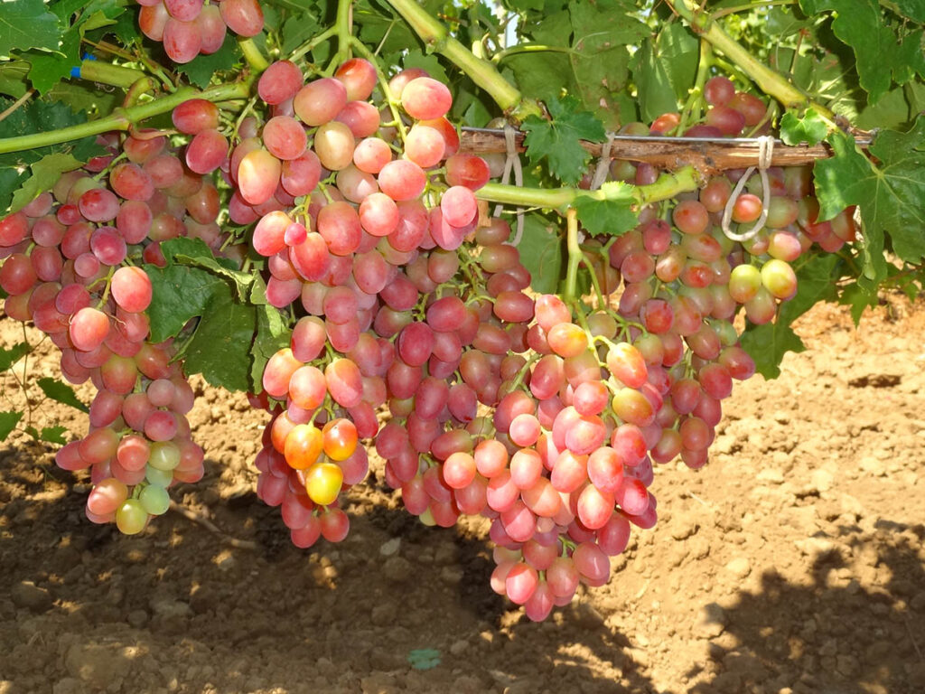 ТОП-53 лучших самых вкусных сортов винограда на 2024 год