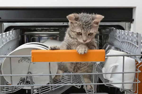 Посудомойка плохо моет посуду — 3 причины