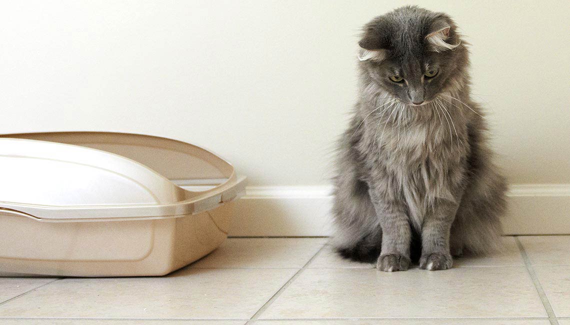 Чем отмыть кошачью мочу: обзор эффективных способов