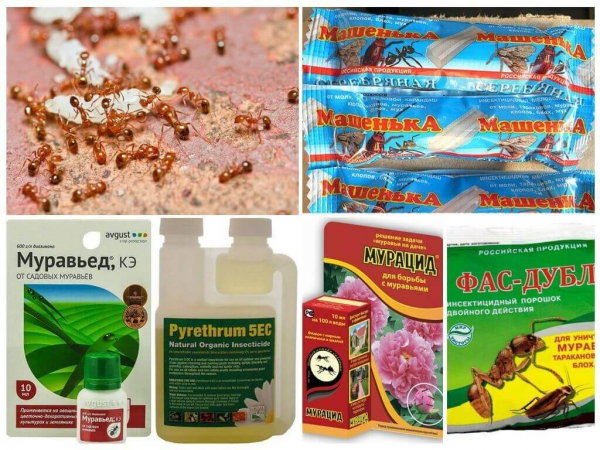 Как гарантированно избавиться от муравьев в теплице и не навредить растениям