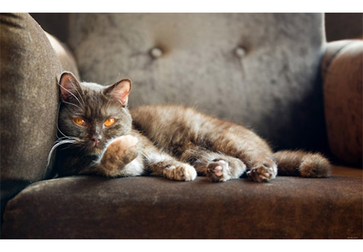 Как убрать запах кошачьей мочи с дивана: проверенные методы