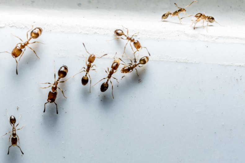 ТОП-45 лучших средств от муравьев на 2024 год