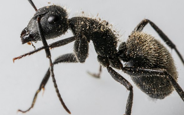 ТОП-45 лучших средств от муравьев на 2024 год