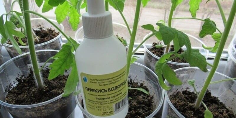 Перекись водорода для рассады: как применять, в огороде, в саду, обработка, грунта, семян, помидоров, огурцов, перца, полезные советы