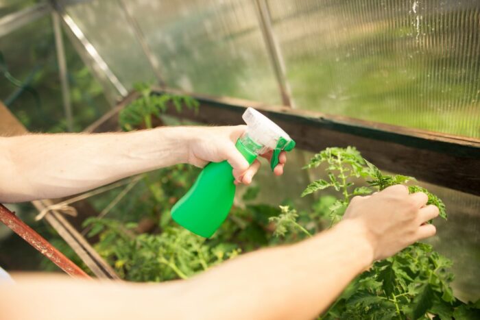 Перекись водорода для рассады: как применять, в огороде, в саду, обработка, грунта, семян, помидоров, огурцов, перца, полезные советы