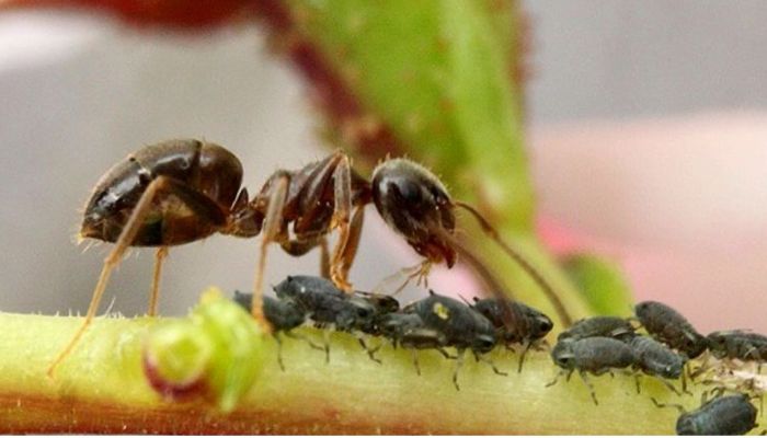 Сода от муравьев: помогает ли, как применять, рецепты, в квартире, в доме, в огороде, в теплице, сода или сахар